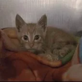 A baby medium-sized male Orange / Red Domestic Short Hair cat named Kovu for adoption in Pleasant Hill, CA