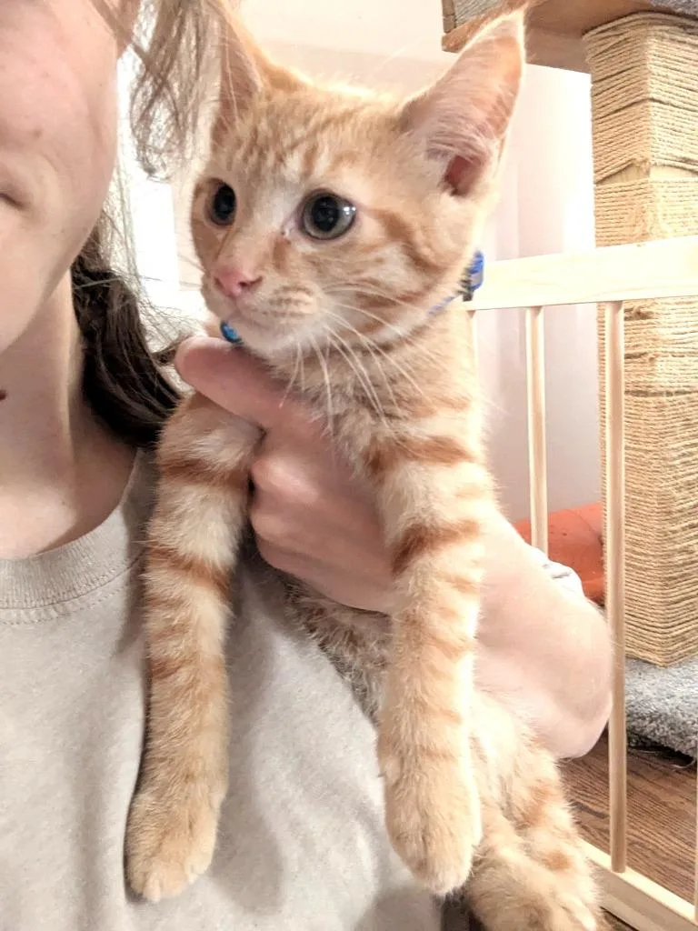 A young small-sized male Domestic Short Hair cat named Melon for adoption in Pitman, NJ