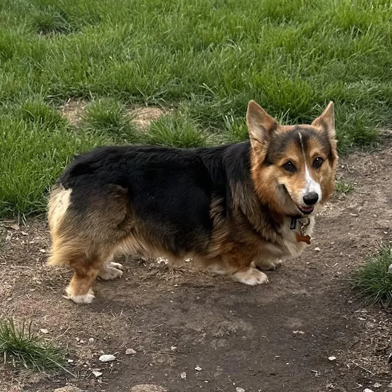 An adult medium-sized male Tricolor (Brown, Black, & White) Corgi dog named Chauncey for adoption in Normal, IL