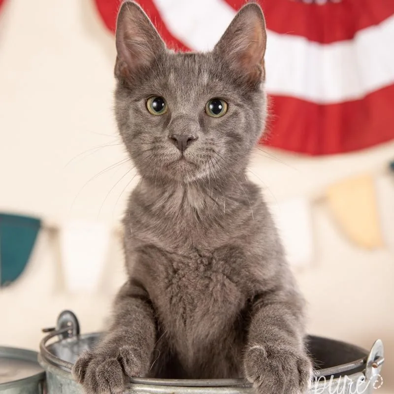 A baby small-sized male Gray / Blue / Silver Maine Coon cat named Harley for adoption in Springfield, MO