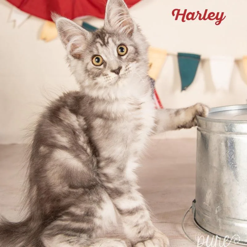 Harley thumbnail 4