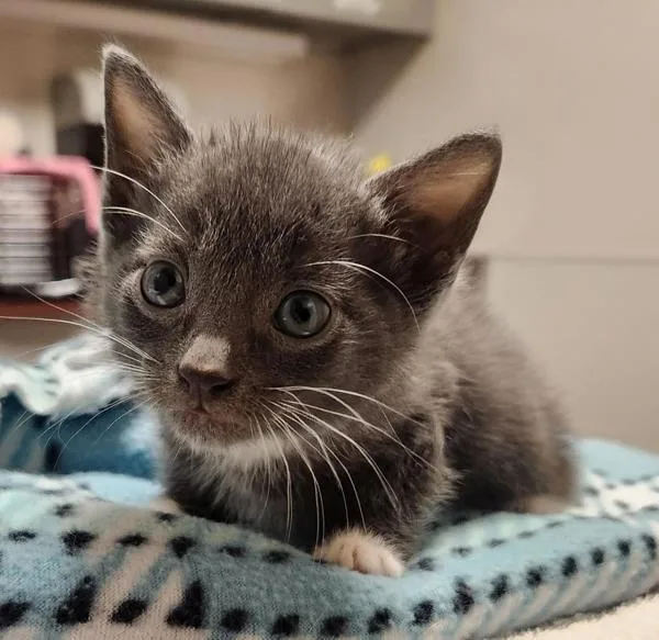 A baby small-sized male Domestic Short Hair cat named The Flash for adoption in Oakland, CA