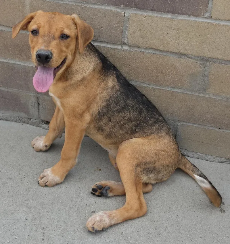 A baby medium-sized male Australian Cattle Dog / Blue Heeler dog named Ant'Ney for adoption in Fort Lupton, CO