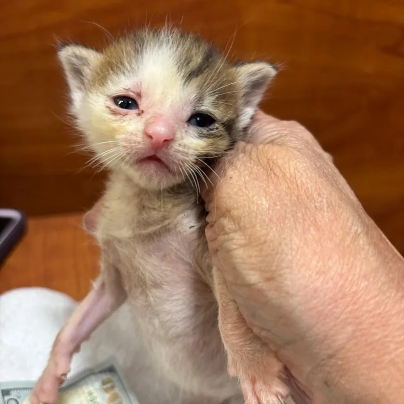 A baby small-sized male Brown / Chocolate Domestic Short Hair cat named Stuart RJ for adoption in Columbia, MO