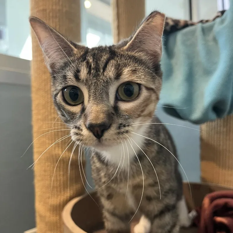 A young small-sized female Brown / Chocolate Domestic Short Hair cat named Pipa & Peanut for adoption in Ashland, MA