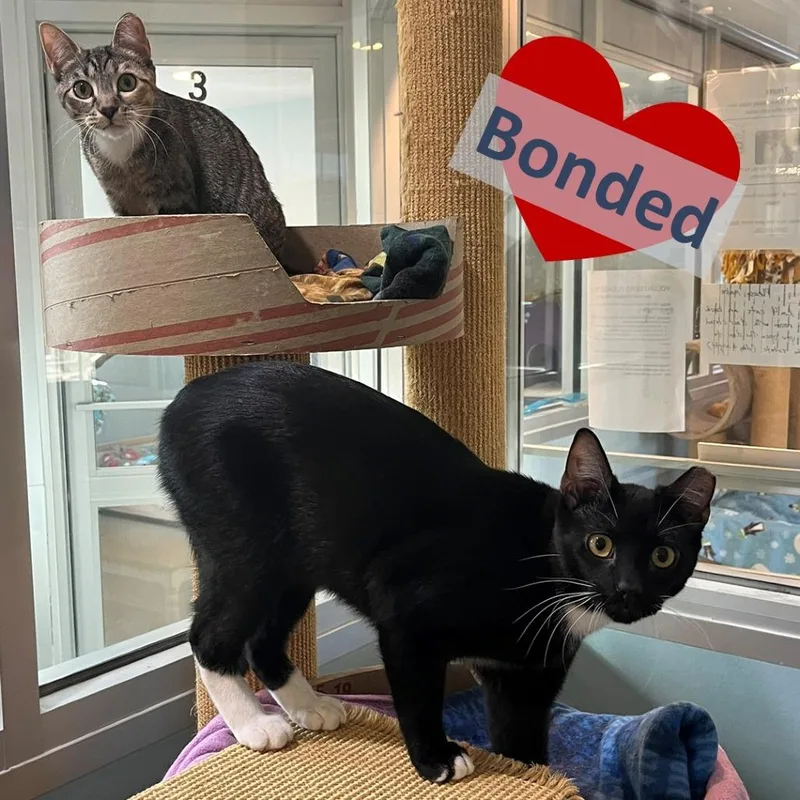 Pipa & Peanut thumbnail 2