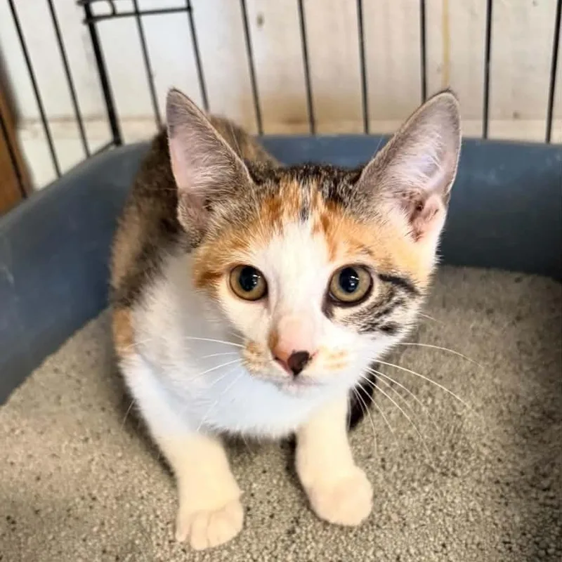 A baby small-sized female Calico Domestic Short Hair cat named Peggy Sue for adoption in Warrensburg, MO
