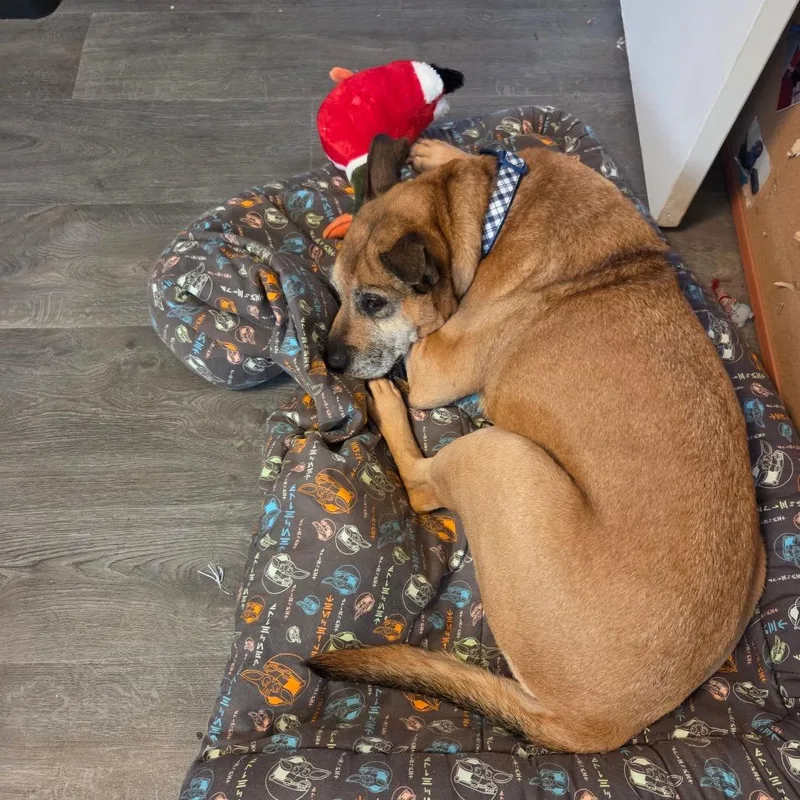 A senior medium-sized female Brown / Chocolate Mixed Breed dog named Sassy for adoption in Beckley, WV