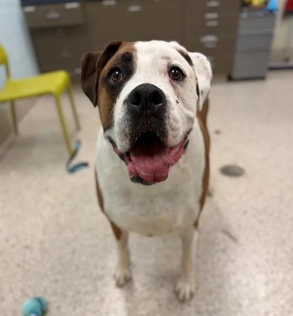 An adult large-sized male Boxer dog named Bruno for adoption in Brighton, CO