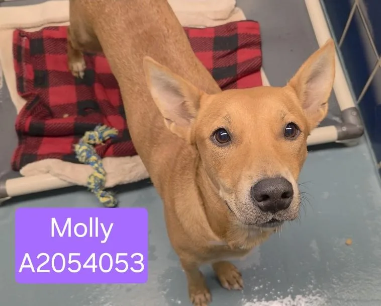 A young small-sized female German Shepherd Dog dog named Molly for adoption in Houston, TX