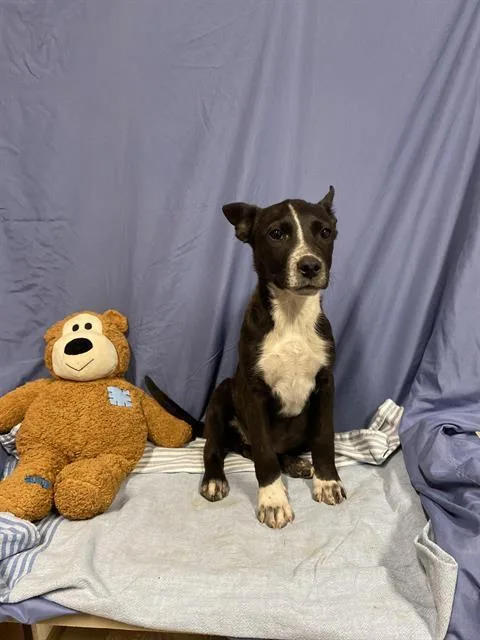 A baby small-sized female Belgian Shepherd / Malinois dog named Mcflurry for adoption in Modesto, CA
