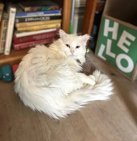 A young large-sized male White Domestic Long Hair cat named Hamlet for adoption in Lemoyne, PA