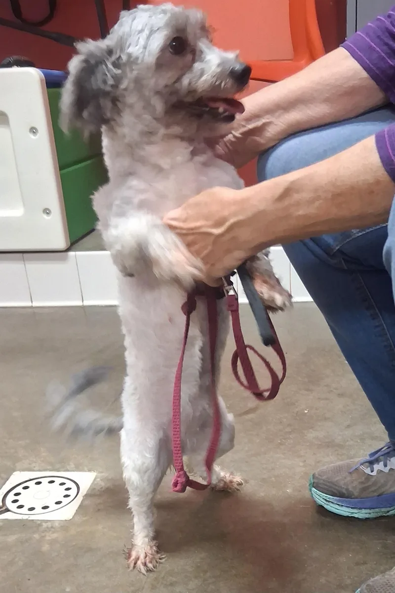 A young small-sized female Gray / Blue / Silver Shih Tzu dog named Bluz for adoption in Onley, VA