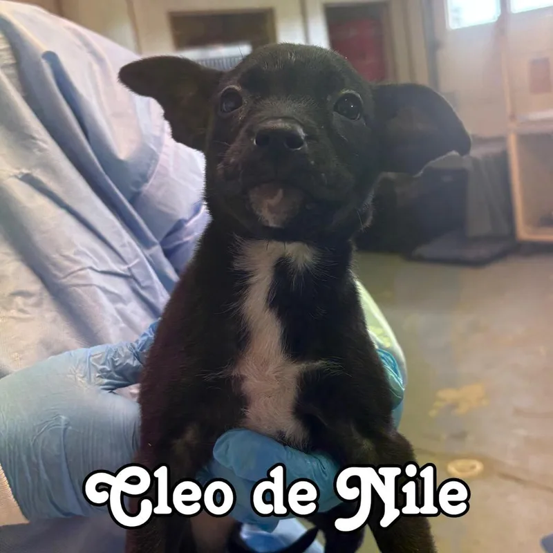 A baby medium-sized female Shepherd dog named Cleo de Nile for adoption in Hillsboro, OH