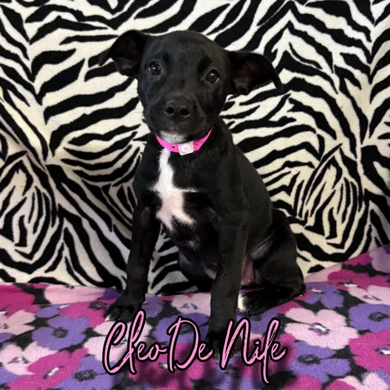 Cleo de Nile thumbnail 2