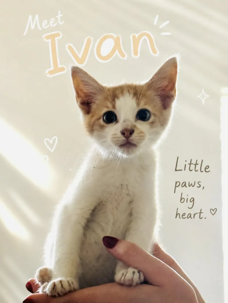 Ivan thumbnail 2