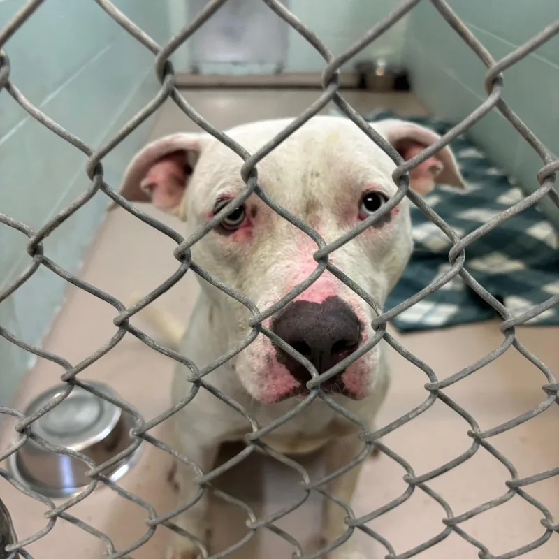 An adult medium-sized male White / Cream Mixed Breed dog named Malfoy for adoption in Newark, NJ