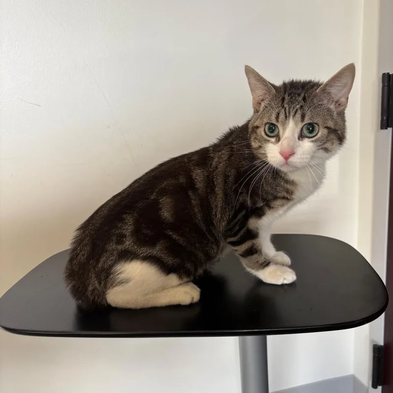 A young medium-sized male Brown / Chocolate Domestic Short Hair cat named Casterly Rock for adoption in St. Paul, MN
