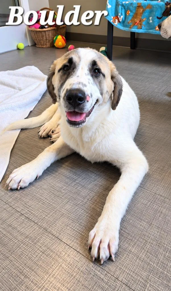 A baby medium-sized male Anatolian Shepherd dog named Boulder Yrly for adoption in Sidney, OH