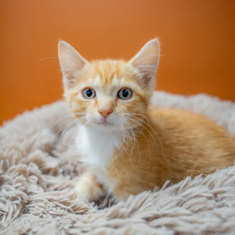 A baby small-sized male Domestic Short Hair cat named Hamlin for adoption in Gainesville, GA