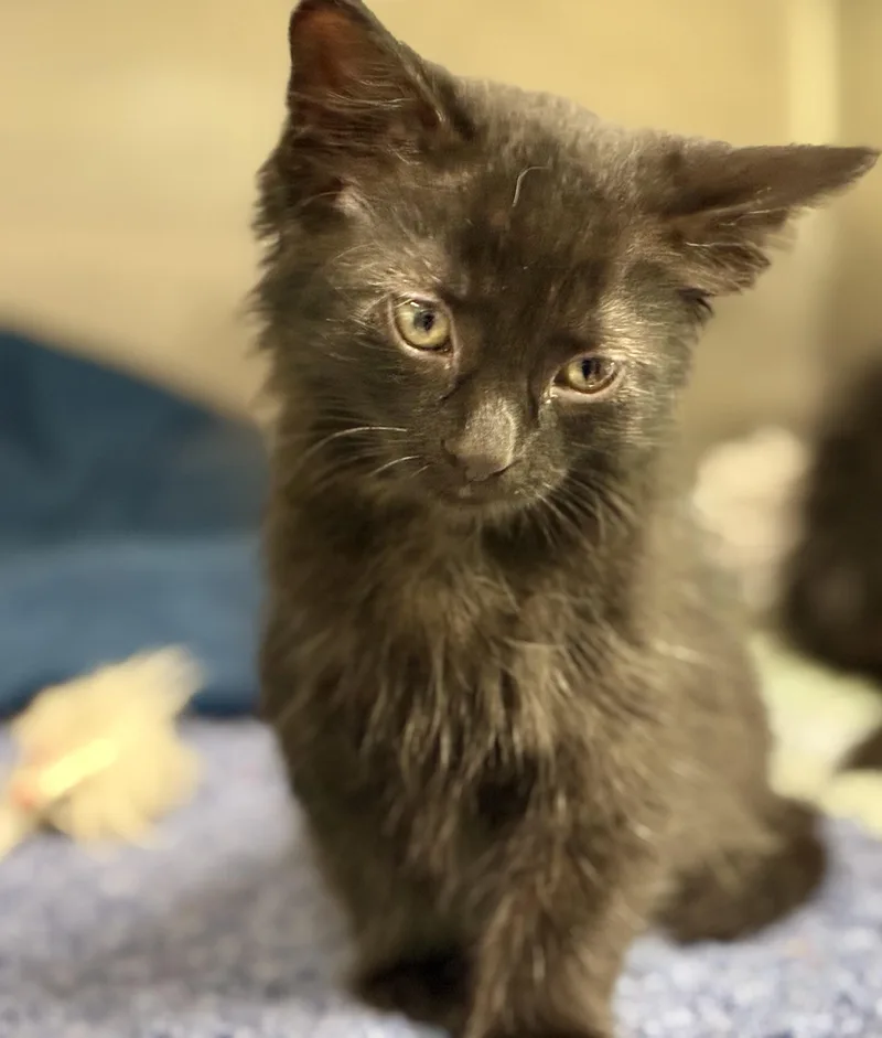 A baby medium-sized male Black Domestic Long Hair cat named Asher for adoption in Sandusky, MI
