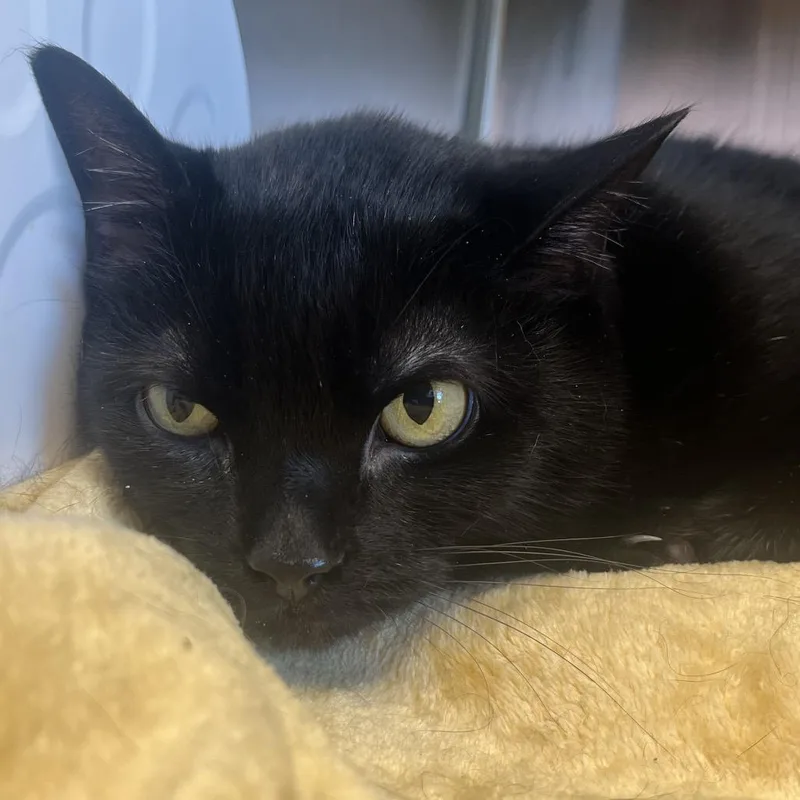 A senior medium-sized female Black Domestic Short Hair cat named Delilah for adoption in Madisonville, TN