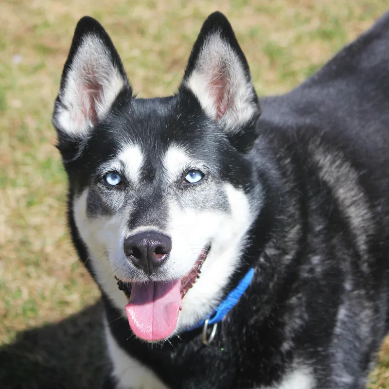 A senior large-sized female Gray / Blue / Silver Husky dog named Blu for adoption in Hayward, WI