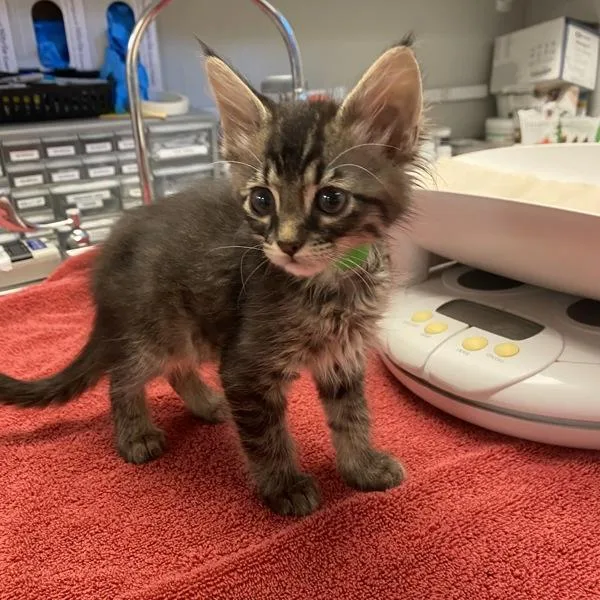 A baby small-sized male Domestic Short Hair cat named Orechiette for adoption in Oakland, CA