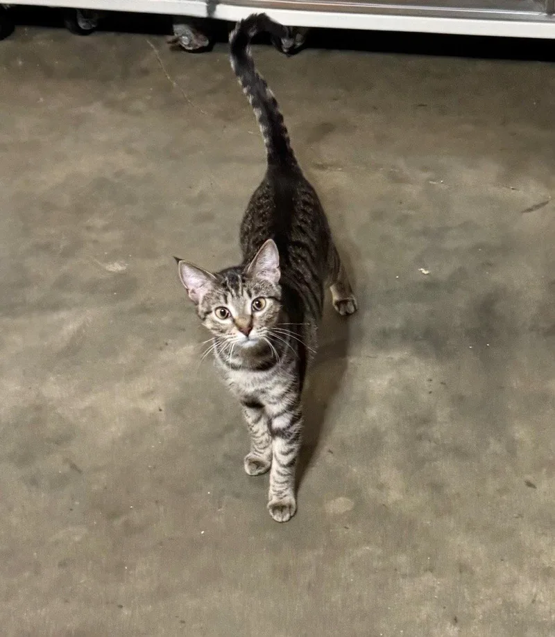 A young medium-sized female Domestic Short Hair cat named Aggie for adoption in Hammond, LA