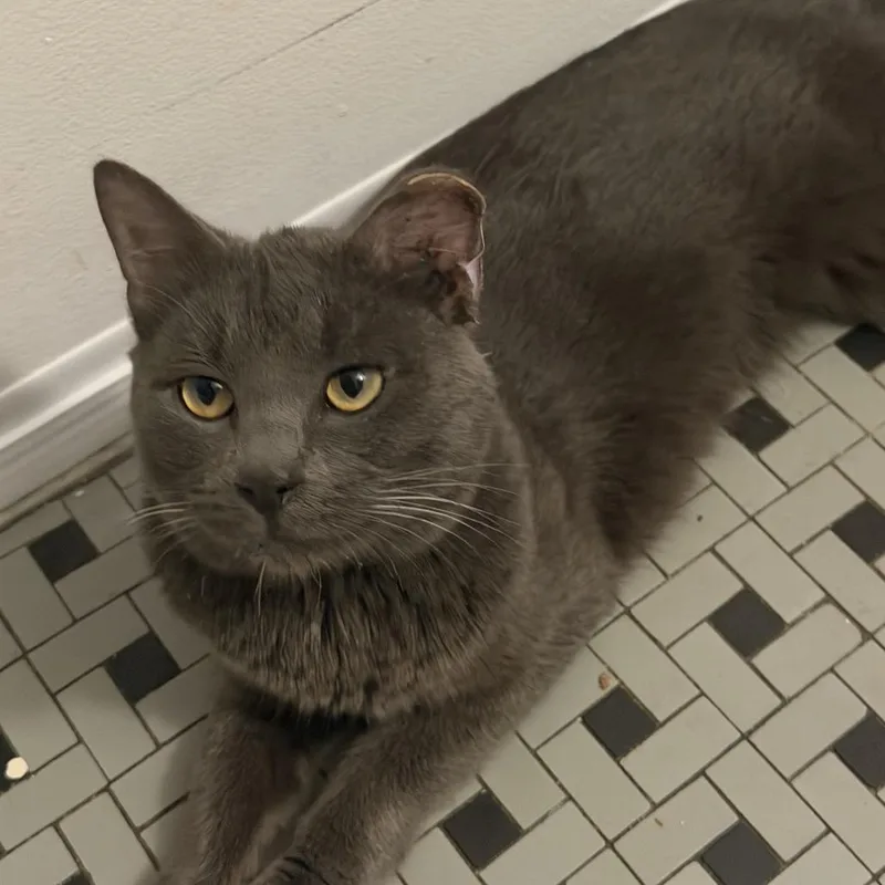 An adult medium-sized male Gray / Blue / Silver Domestic Short Hair cat named Kyle. for adoption in Brooklyn, NY