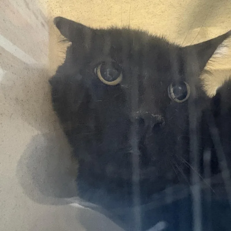 A senior large-sized male Domestic Short Hair cat named Working Cat Geometry for adoption in Tacoma, WA