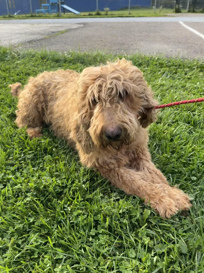An adult large-sized female Goldendoodle dog named Willow for adoption in Wooster, OH