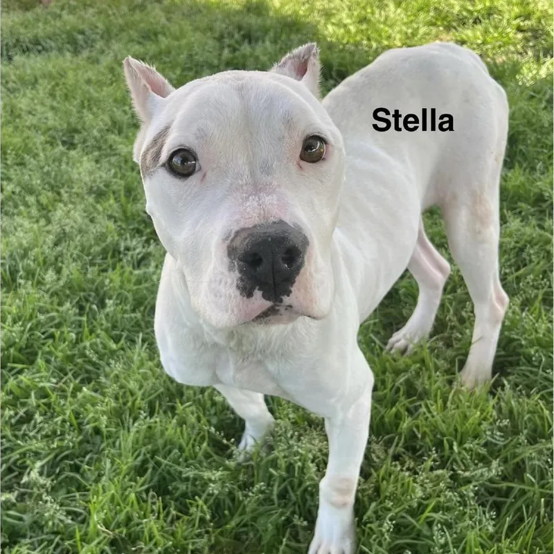 An adult medium-sized female Yellow / Tan / Blond / Fawn Mixed Breed dog named Stella for adoption in Alexandria, VA