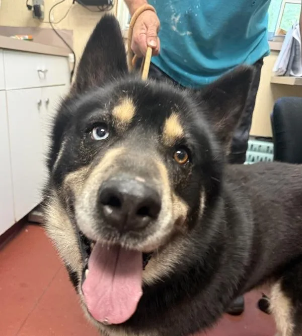 An adult large-sized male Siberian Husky dog named Nile for adoption in Salisbury, MD