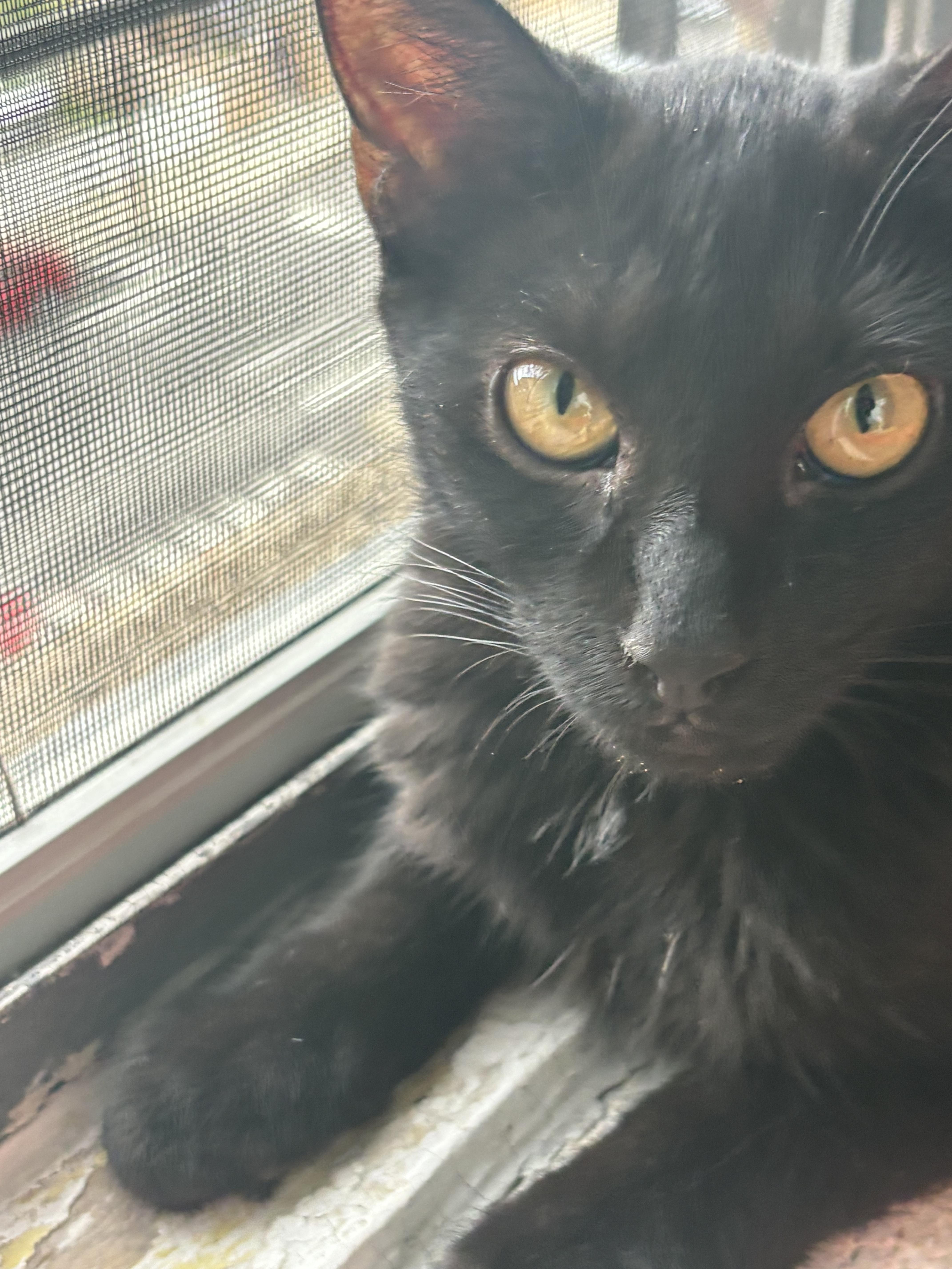 A baby small-sized male Black Domestic Short Hair cat named Wednesday & Salem for adoption in Brooklyn, NY