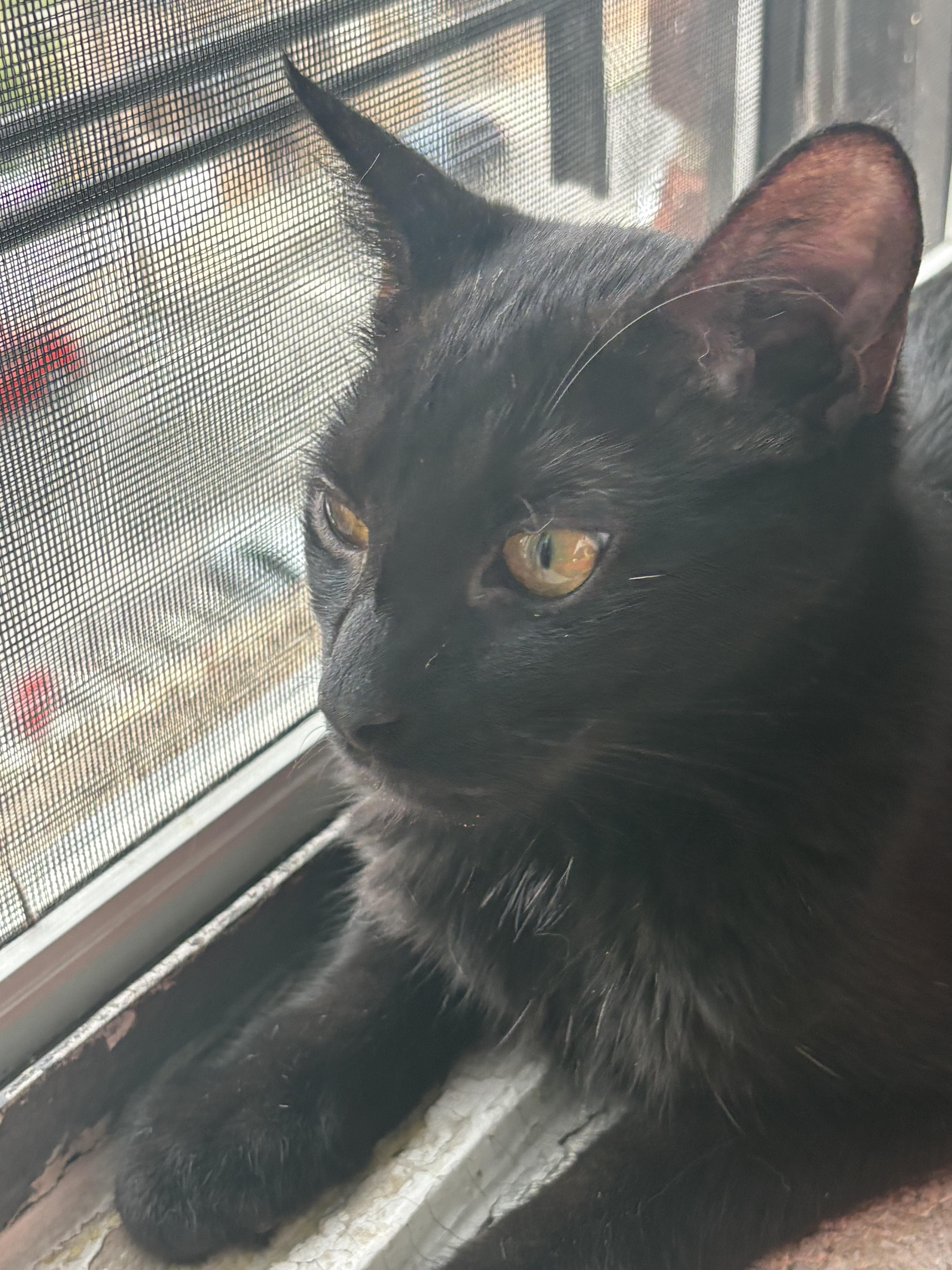 Wednesday & Salem thumbnail 2