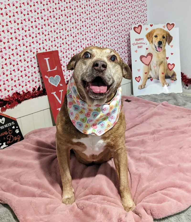 A senior medium-sized male Brown / Chocolate Hound dog named Maverick for adoption in Estero, FL