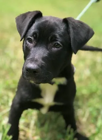A baby medium-sized male Mixed Breed dog named Burrata for adoption in Madison, NJ
