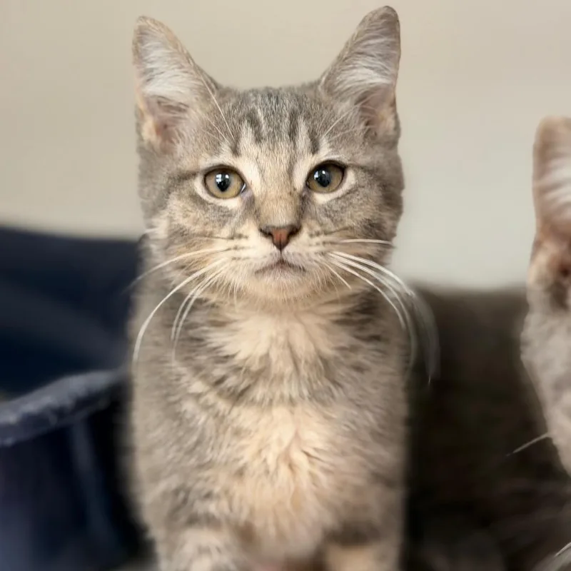 A baby small-sized female Gray / Blue / Silver Domestic Short Hair cat named Marie for adoption in Champaign, IL