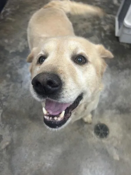 An adult large-sized male Labrador Retriever dog named Marley for adoption in Osage Beach, MO
