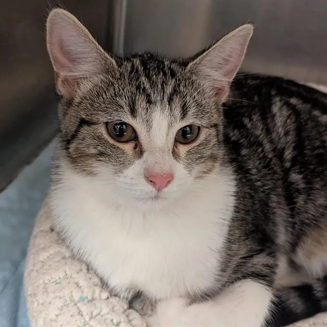 A young small-sized female Domestic Short Hair cat named Kim for adoption in Olivette, MO