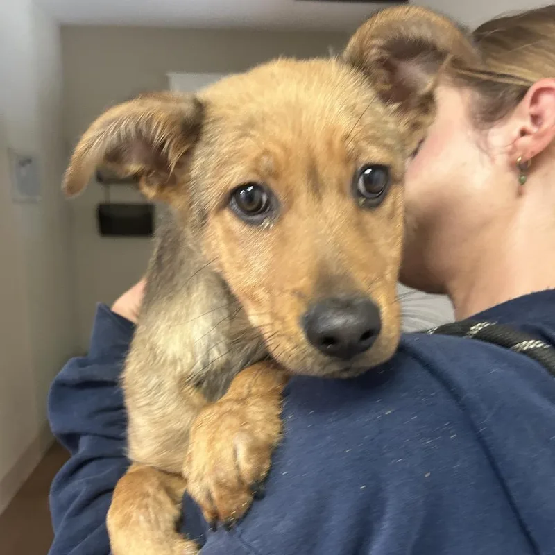 A baby small-sized male Brown / Chocolate Shepherd dog named Ronnie for adoption in Ojai, CA