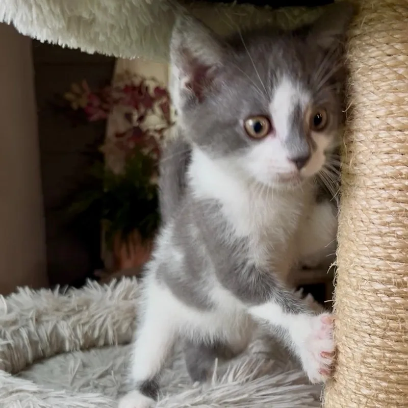 A baby small-sized female Gray & White Domestic Short Hair cat named Latte Best friends with for adoption in West Jefferson, OH