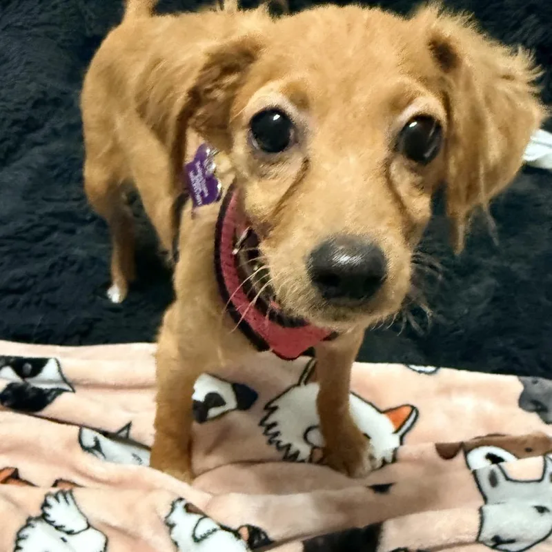 A baby small-sized female Cavalier King Charles Spaniel dog named Alani for adoption in Crystal, MN