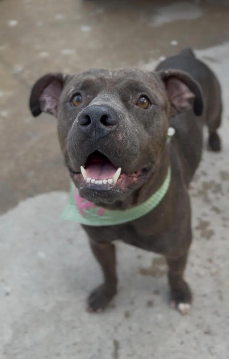 An adult medium-sized male Gray / Blue / Silver Pit Bull Terrier dog named Mr. Piggy Pants for adoption in Houston, TX