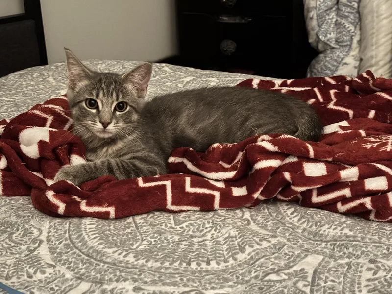 A baby small-sized female Domestic Short Hair cat named Carrot for adoption in Bethel Park, PA