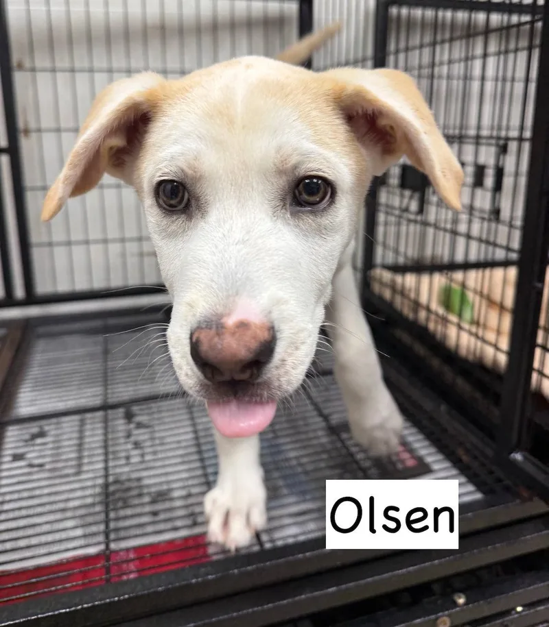 Olsen thumbnail 2