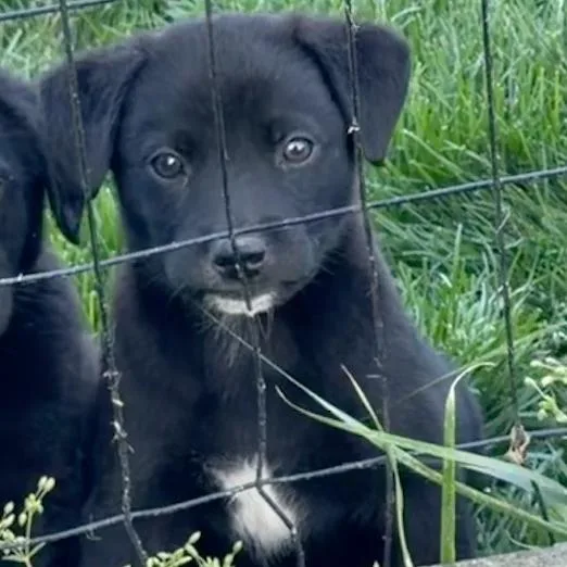 A baby medium-sized male Black Labrador Retriever dog named Koch  Artemis Ii for adoption in Alexandria, VA