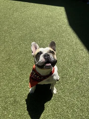 Meatball