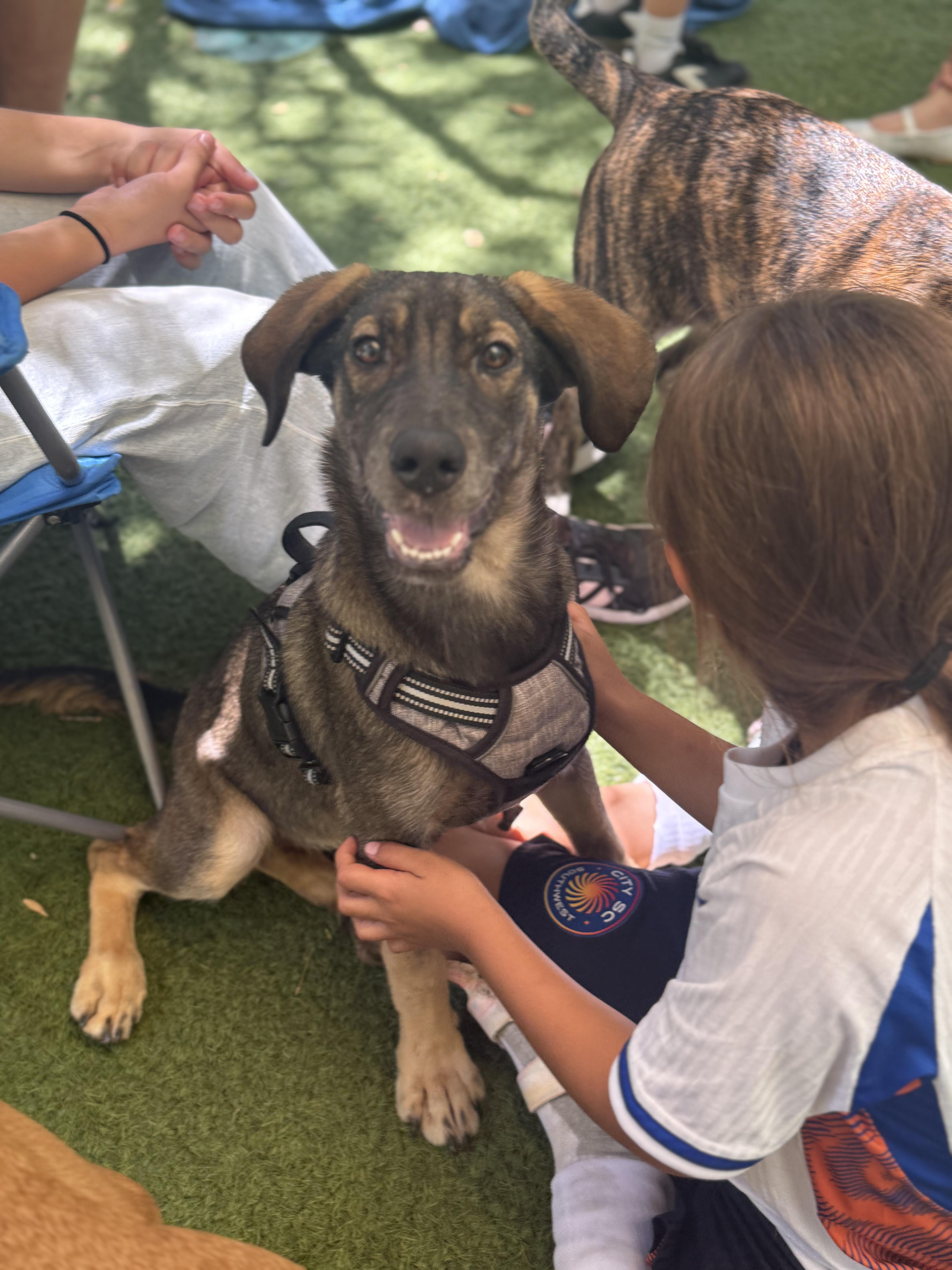 A baby large-sized female Red / Chestnut / Orange Labrador Retriever dog named Penny for adoption in San Diego, CA